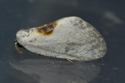 <i>Cilix hispanica</i>