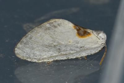 <i>Cilix hispanica</i>