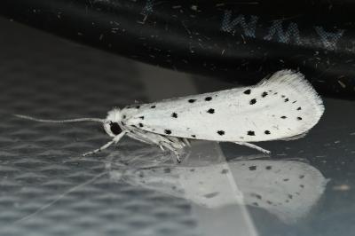 <i>Yponomeuta</i>