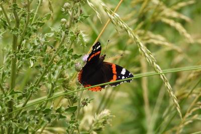 <i>Vanessa atalanta</i>