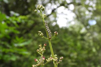 <i>Cucullia scrophulariae</i>