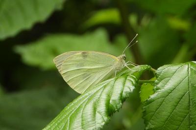 <i>Pieris brassicae</i>
