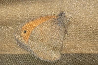 <i>Maniola jurtina</i>