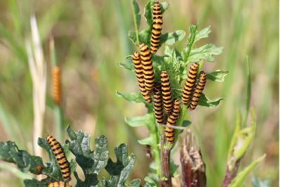 <i>Tyria jacobaeae</i>