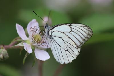 <i>Aporia crataegi</i>