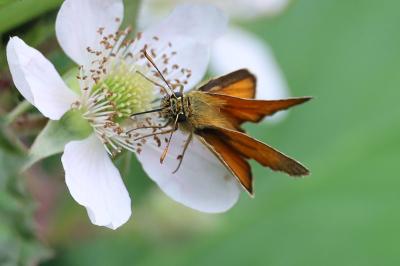 <i>Thymelicus sylvestris</i>