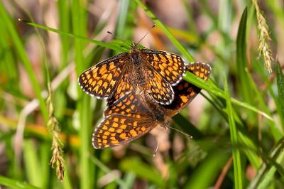 <i>Melitaea phoebe</i>