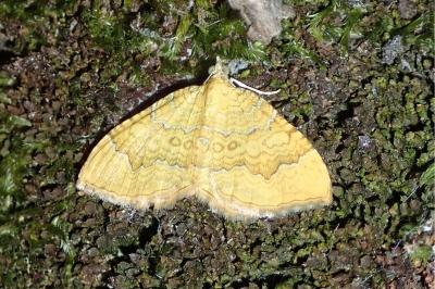 <i>Camptogramma bilineata</i>