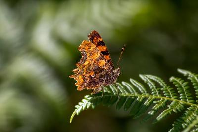 <i>Polygonia c-album</i>