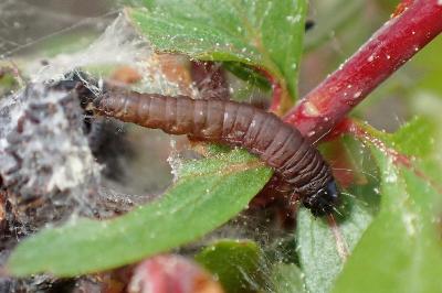 <i>Orthotaenia undulana</i>