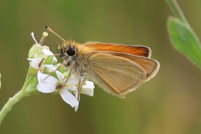 <i>Thymelicus lineola</i>