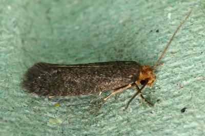 <i>Cephimallota crassiflavella</i>