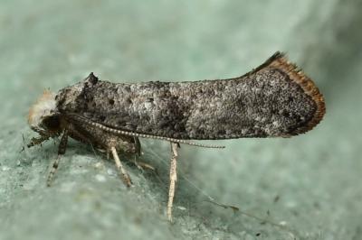 <i>Paraswammerdamia nebulella</i>