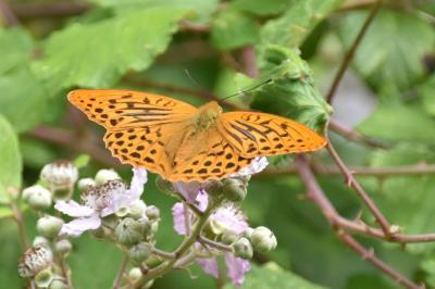 <i>Argynnis paphia</i>