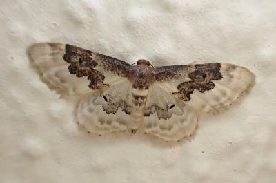 <i>Idaea rusticata</i>