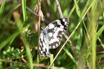 <i>Melanargia galathea</i>