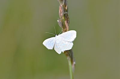 <i>Scopula immutata</i>