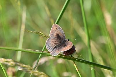 <i>Maniola jurtina</i>