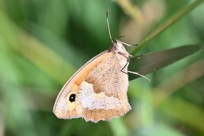 <i>Maniola jurtina</i>