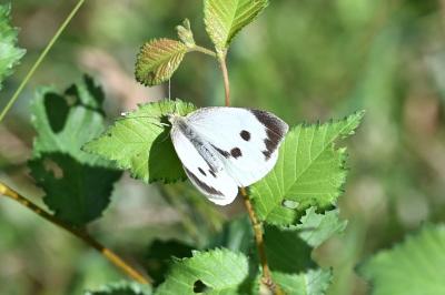 <i>Pieris brassicae</i>