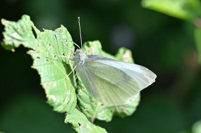 <i>Pieris rapae</i>