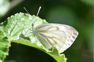 <i>Pieris napi</i>