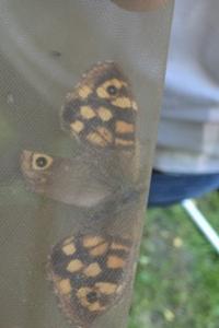 <i>Aglais io</i>