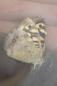 <i>Aglais io</i>