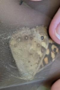 <i>Aglais io</i>