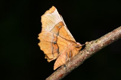<i>Selenia lunularia</i>