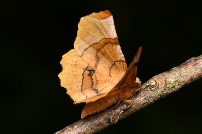 <i>Selenia lunularia</i>