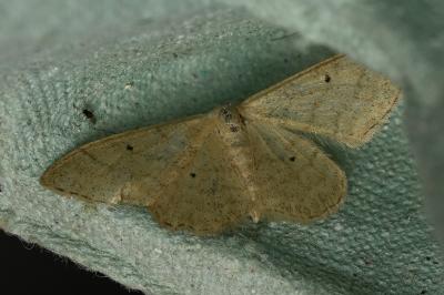 <i>Idaea straminata</i>