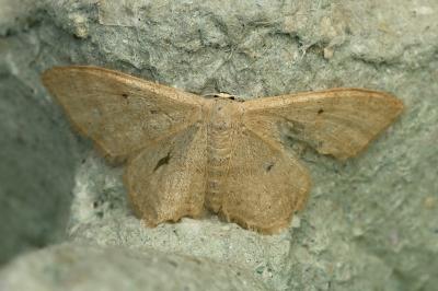 <i>Idaea straminata</i>