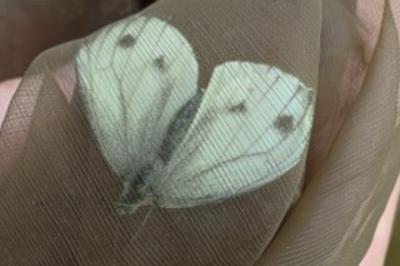 <i>Pieris rapae</i>