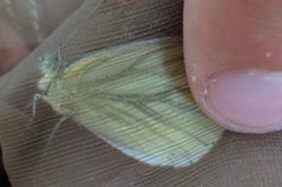 <i>Pieris rapae</i>