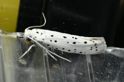 <i>Yponomeuta</i>