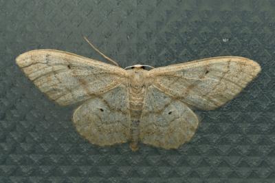 <i>Idaea deversaria</i>