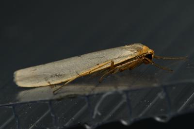 <i>Eilema caniola</i>