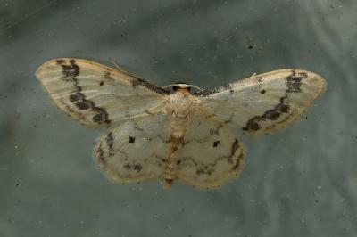 <i>Idaea trigeminata</i>