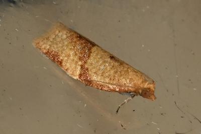 <i>Clepsis consimilana</i>