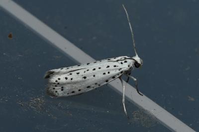 <i>Yponomeuta evonymella</i>