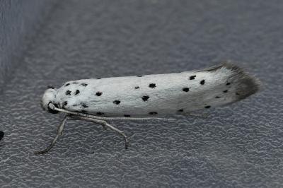 <i>Yponomeuta padella</i>