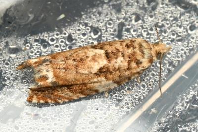 <i>Epinotia abbreviana</i>