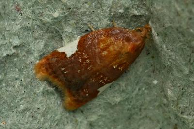 <i>Acleris holmiana</i>