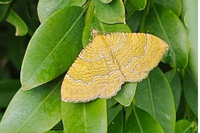 <i>Camptogramma bilineata</i>