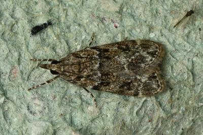 <i>Eudonia mercurella</i>