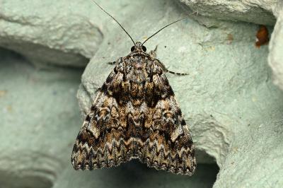 <i>Catocala promissa</i>
