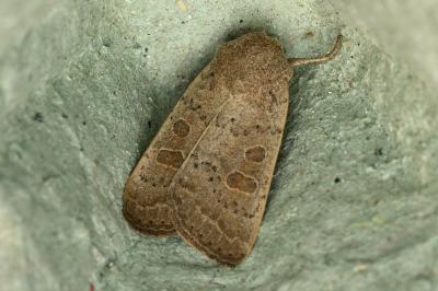 <i>Hoplodrina ambigua</i>