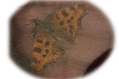 <i>Pieris rapae</i>