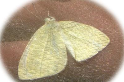 <i>Polygonia c-album</i>